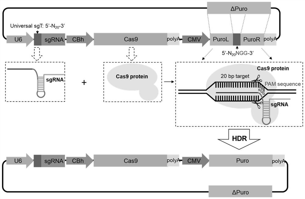 Screening reporter vectors and screening methods for enriching CRISPR/Cas9-mediated homologous recombination repair cells