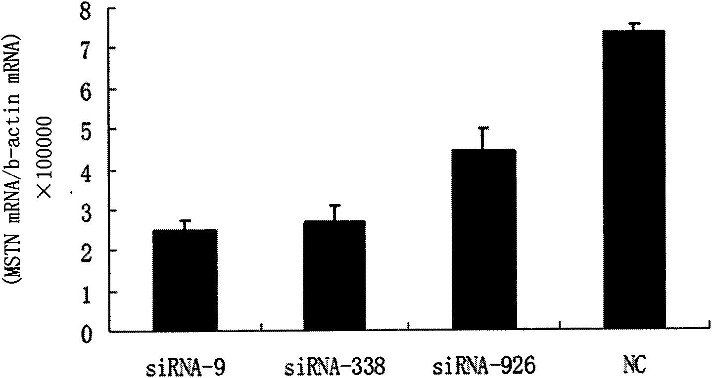 Small interfering RNA (siRNA) inhibiting expression of myostatin (MSTN) gene in chicken and application thereof