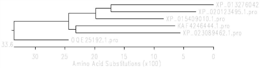 Transaminase mutant and applications of transaminase mutant in Sitagliptin synthesis