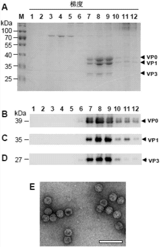 Yeast-expressed coxsackie A6 virus-like particles and application thereof