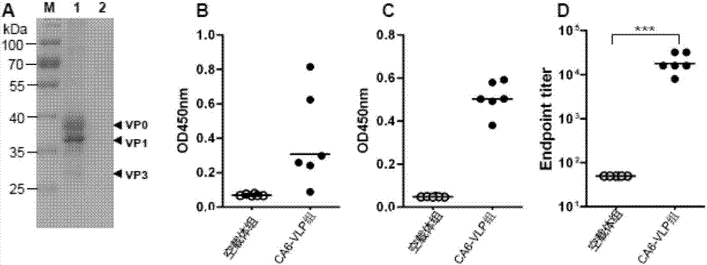 Yeast-expressed coxsackie A6 virus-like particles and application thereof