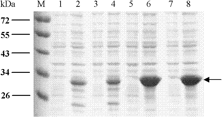 Tetravalent dengue virus subunit vaccine, its preparation method and application thereof