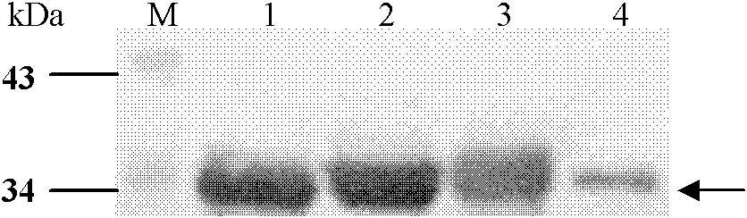 Tetravalent dengue virus subunit vaccine, its preparation method and application thereof