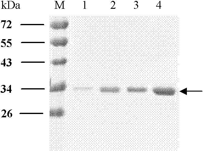 Tetravalent dengue virus subunit vaccine, its preparation method and application thereof