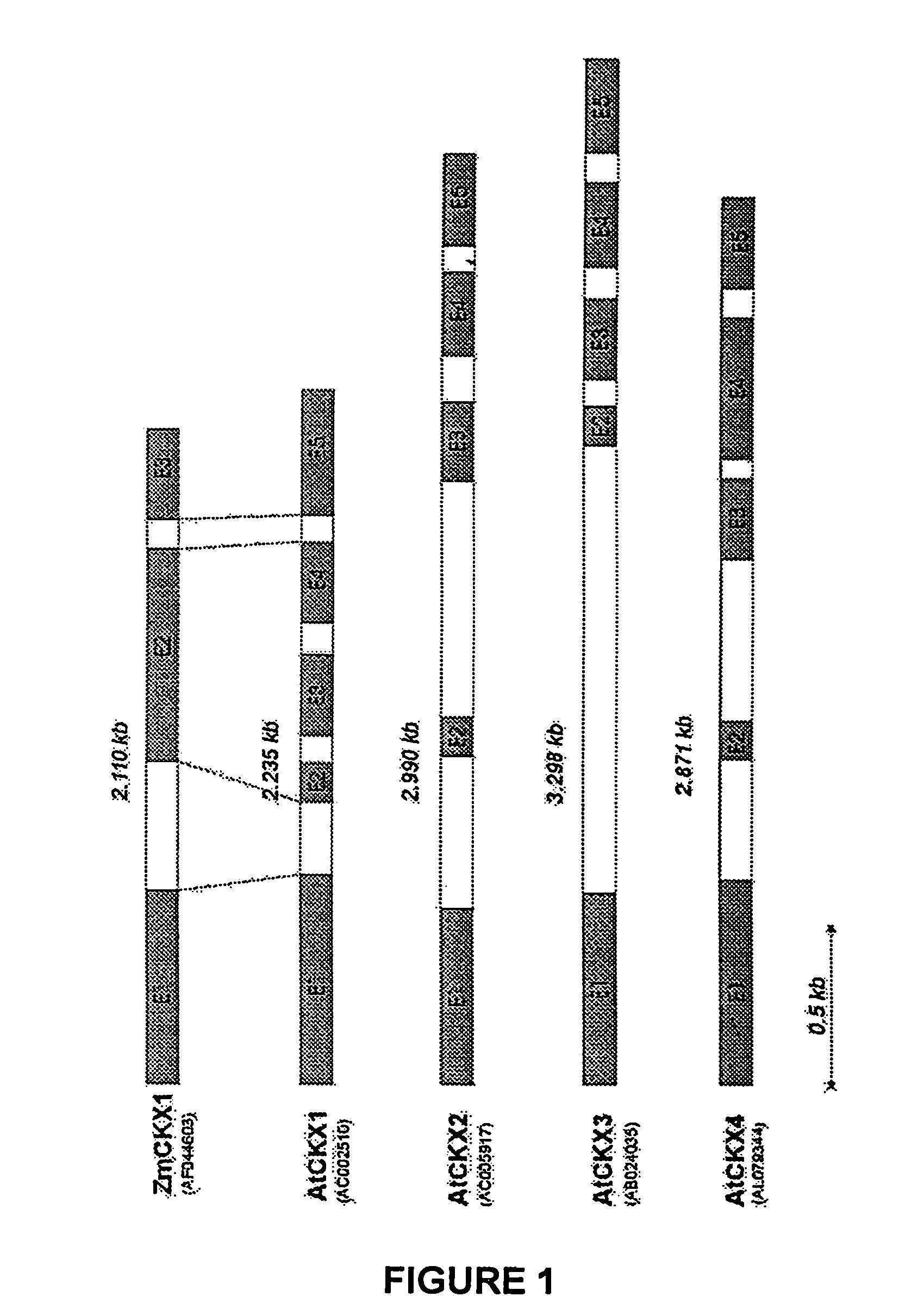 Method for modifying plant morphology, biochemistry and physiology