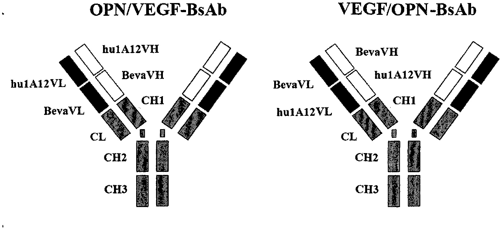 Anti-human VEGF/anti-OPN bispecific antibody, its preparation method and application