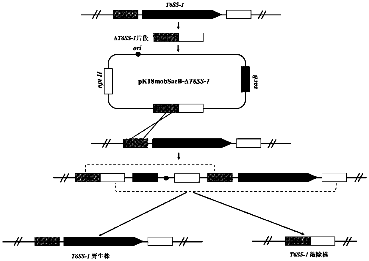 Pseudomonas plecoglossicida attenuated vaccine for fish with T6SS-1 gene cluster knocked out