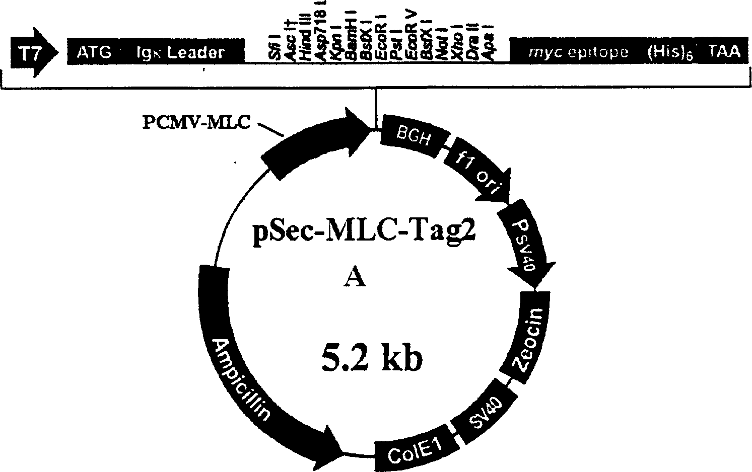 Secretion expressing type myocardium gene treating plasmid vector