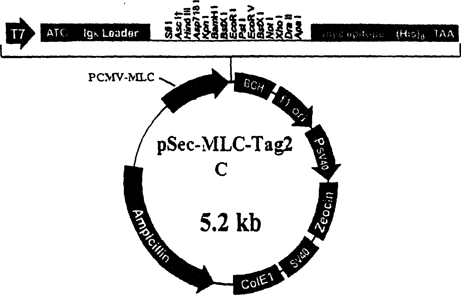 Secretion expressing type myocardium gene treating plasmid vector