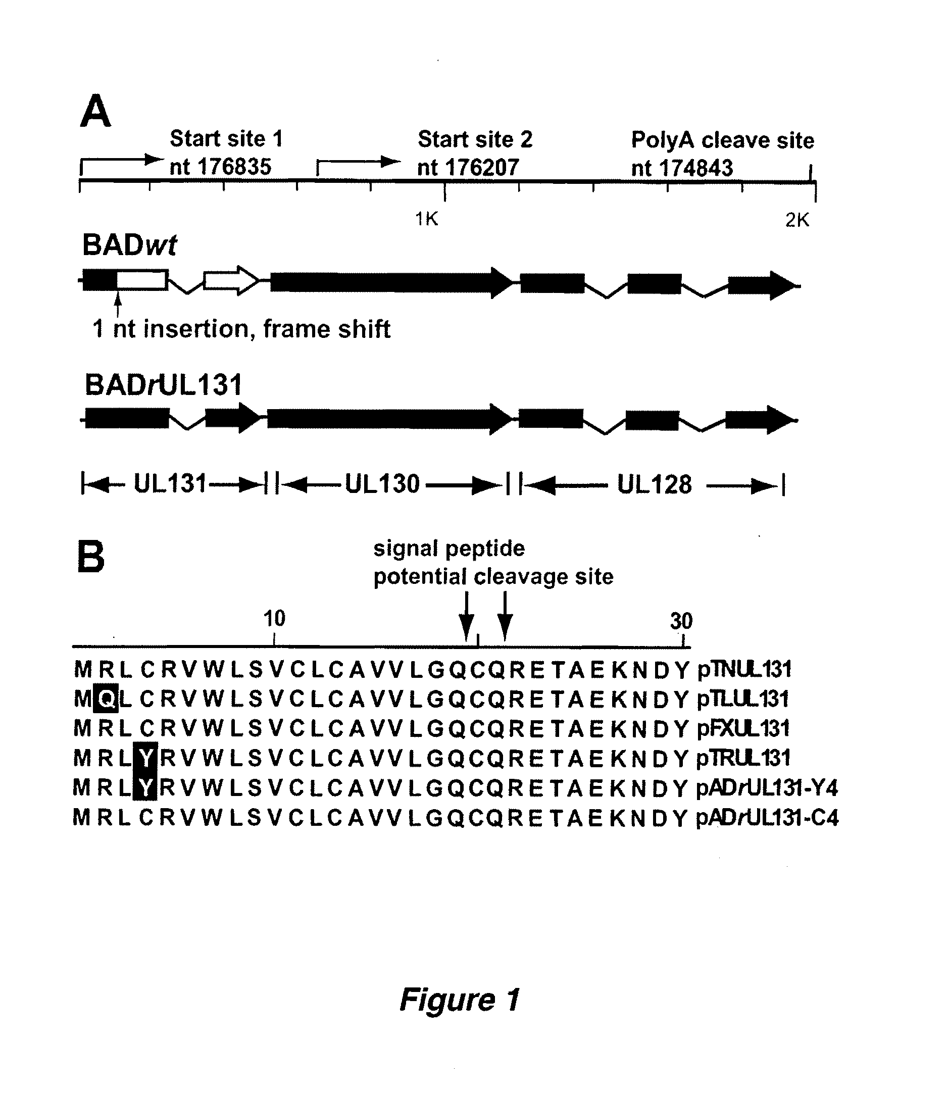 Cytomegalovirus Surface Protein Complex for Use in Vaccines and as a Drug Target