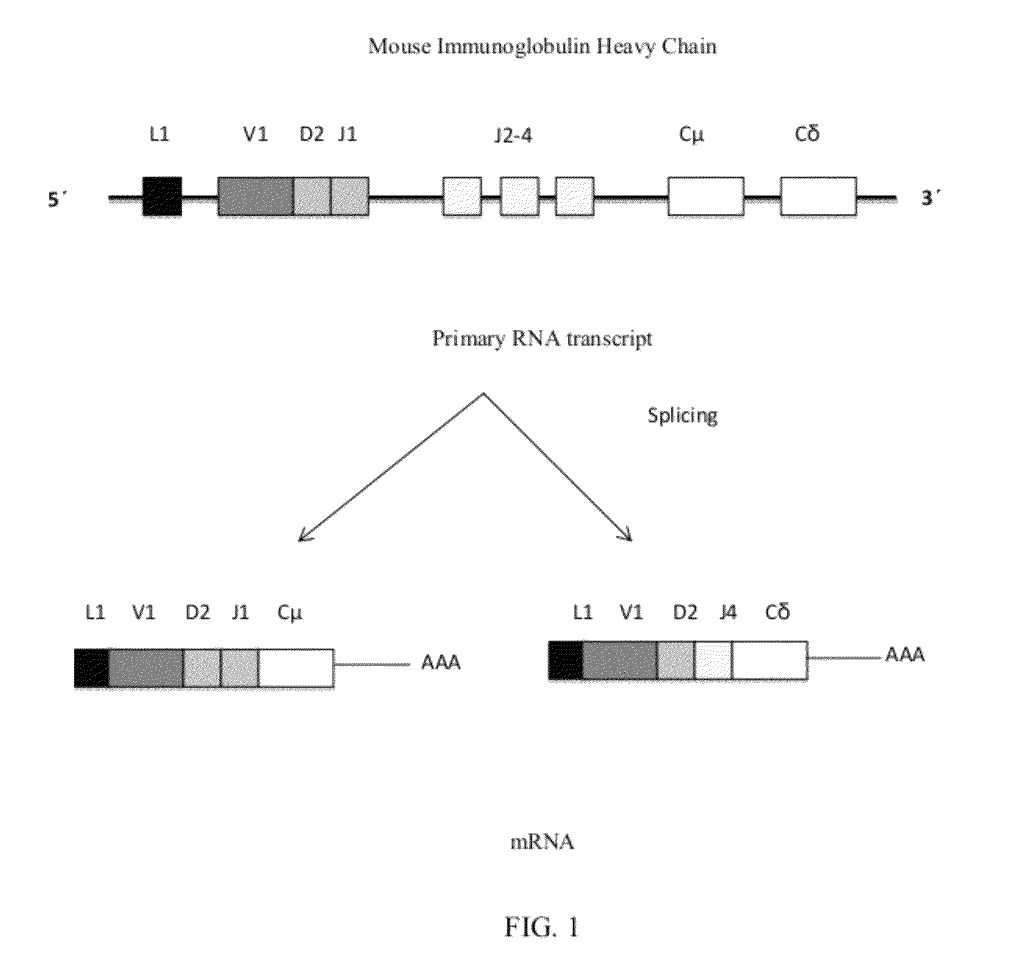 Alternative splicing constructs and methods of use