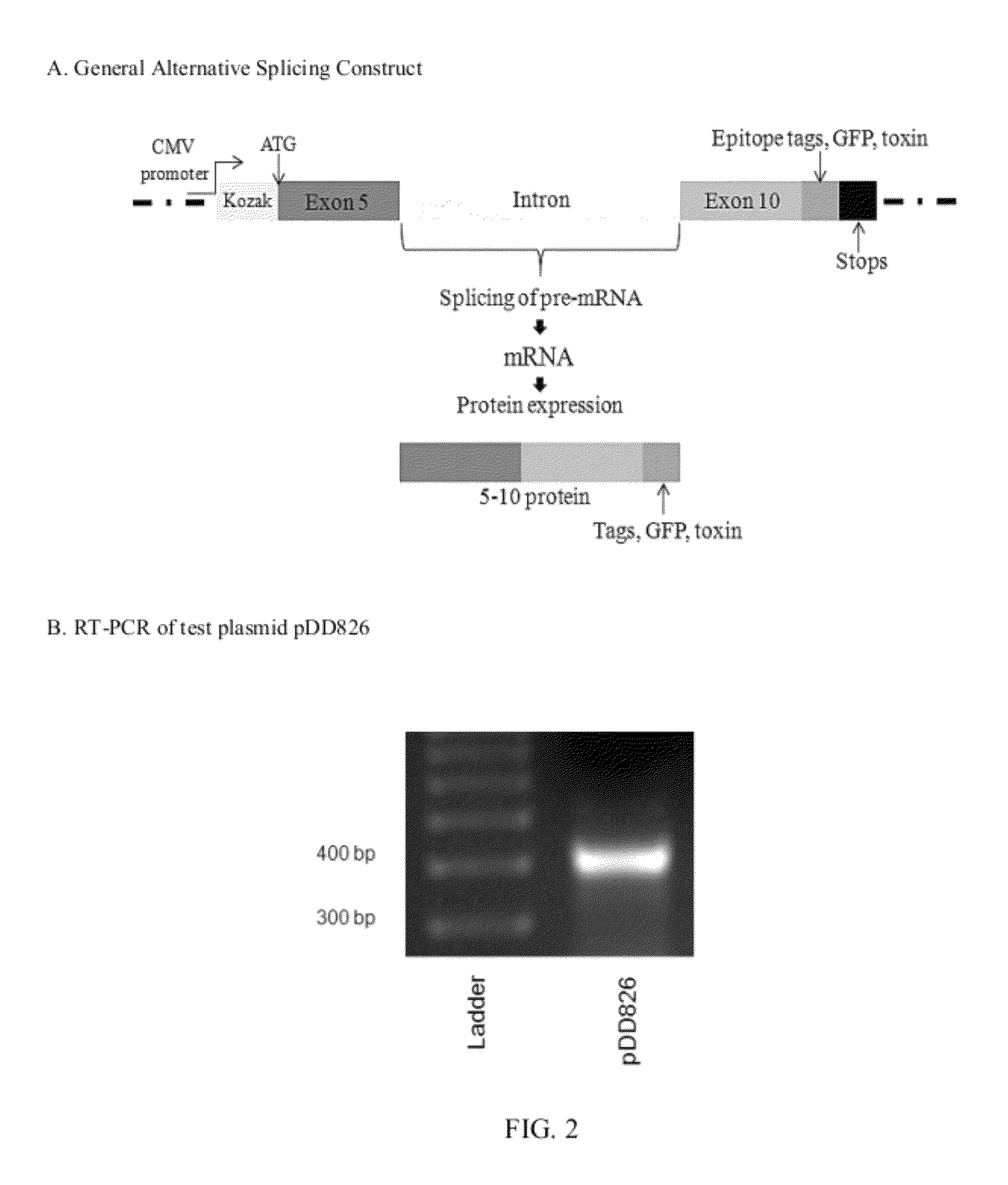 Alternative splicing constructs and methods of use