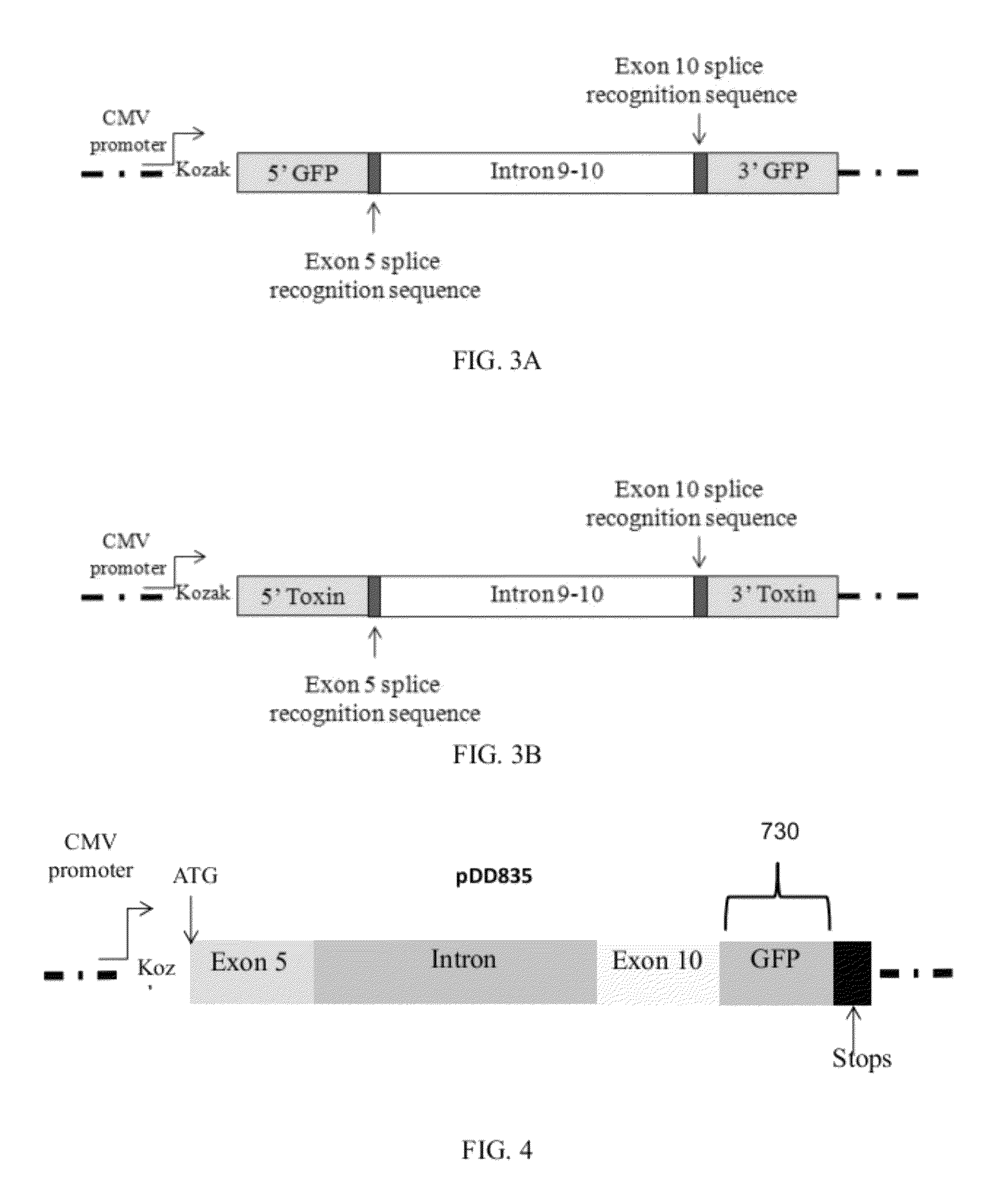 Alternative splicing constructs and methods of use