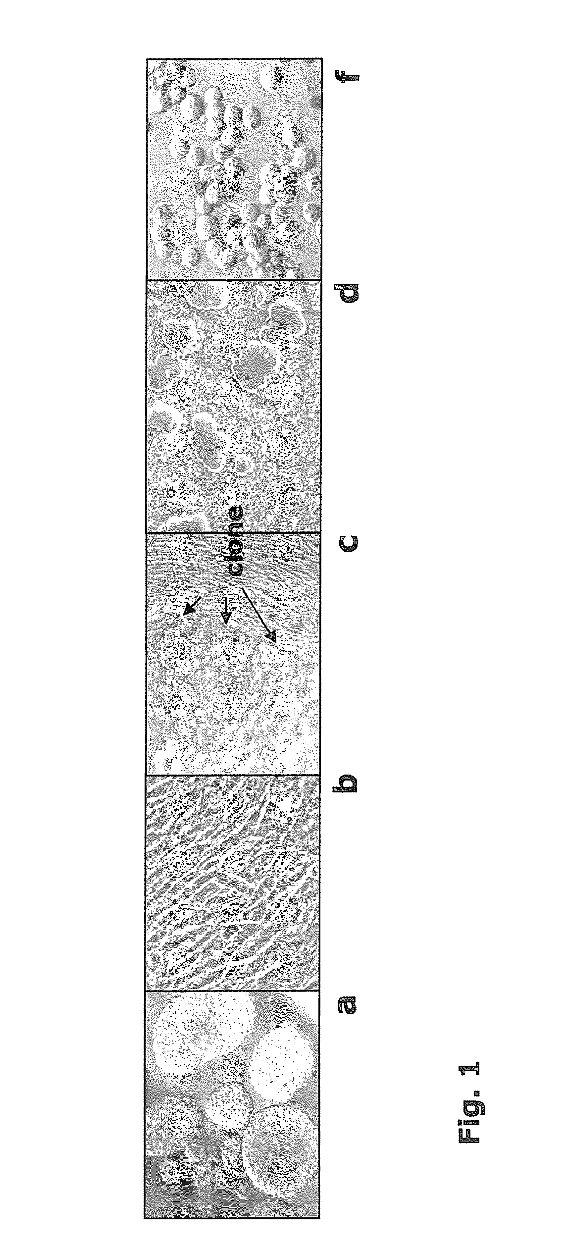 Productivity augmenting protein factor, novel cell lines and uses thereof