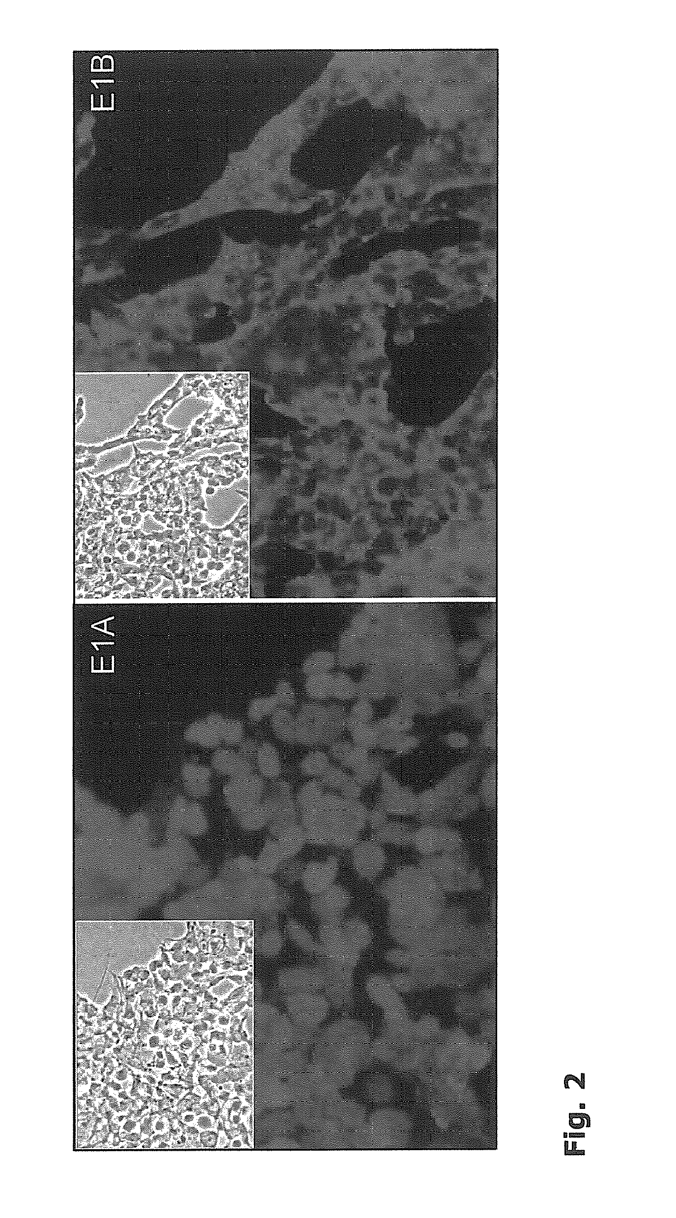 Productivity augmenting protein factor, novel cell lines and uses thereof