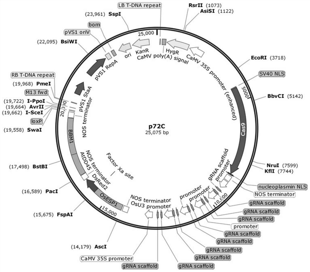 Nucleic acid molecule, vector and cell, application of nucleic acid molecule, vector and cell and application of nucleic acid molecule, vector and cell and method for efficiently screening plant apomixis cloned seeds through asexual embryos and