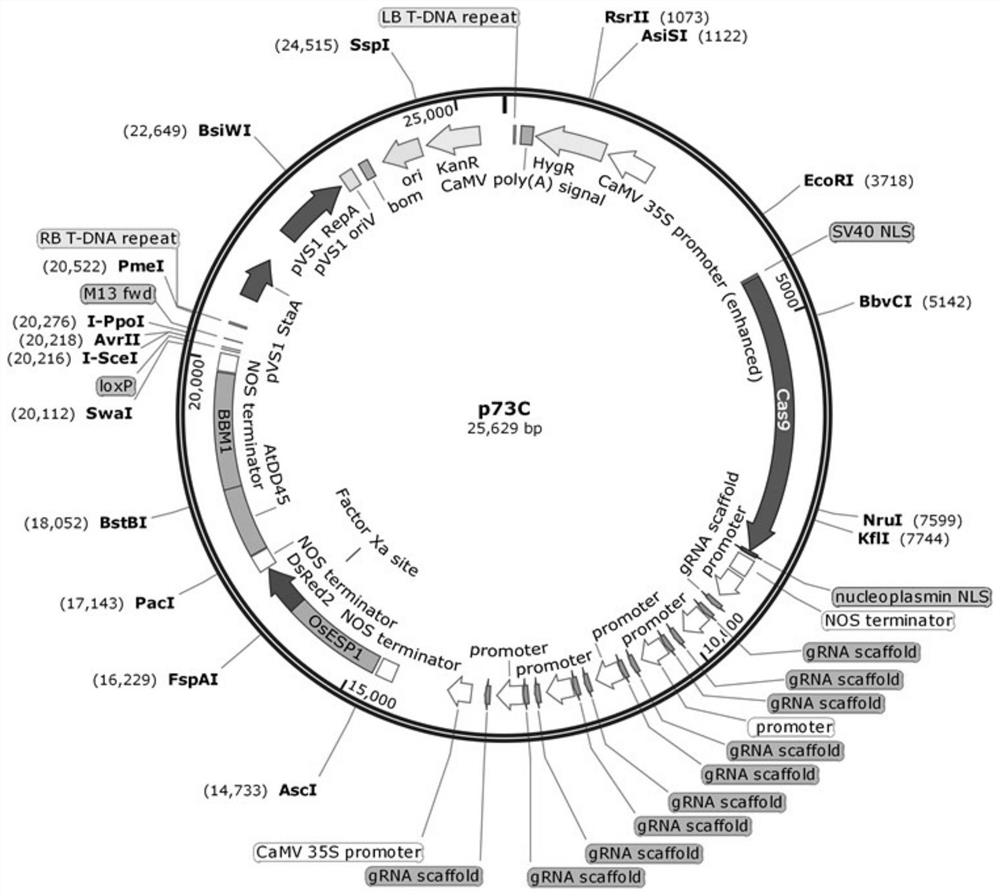 Nucleic acid molecule, vector and cell, application of nucleic acid molecule, vector and cell and application of nucleic acid molecule, vector and cell and method for efficiently screening plant apomixis cloned seeds through asexual embryos and