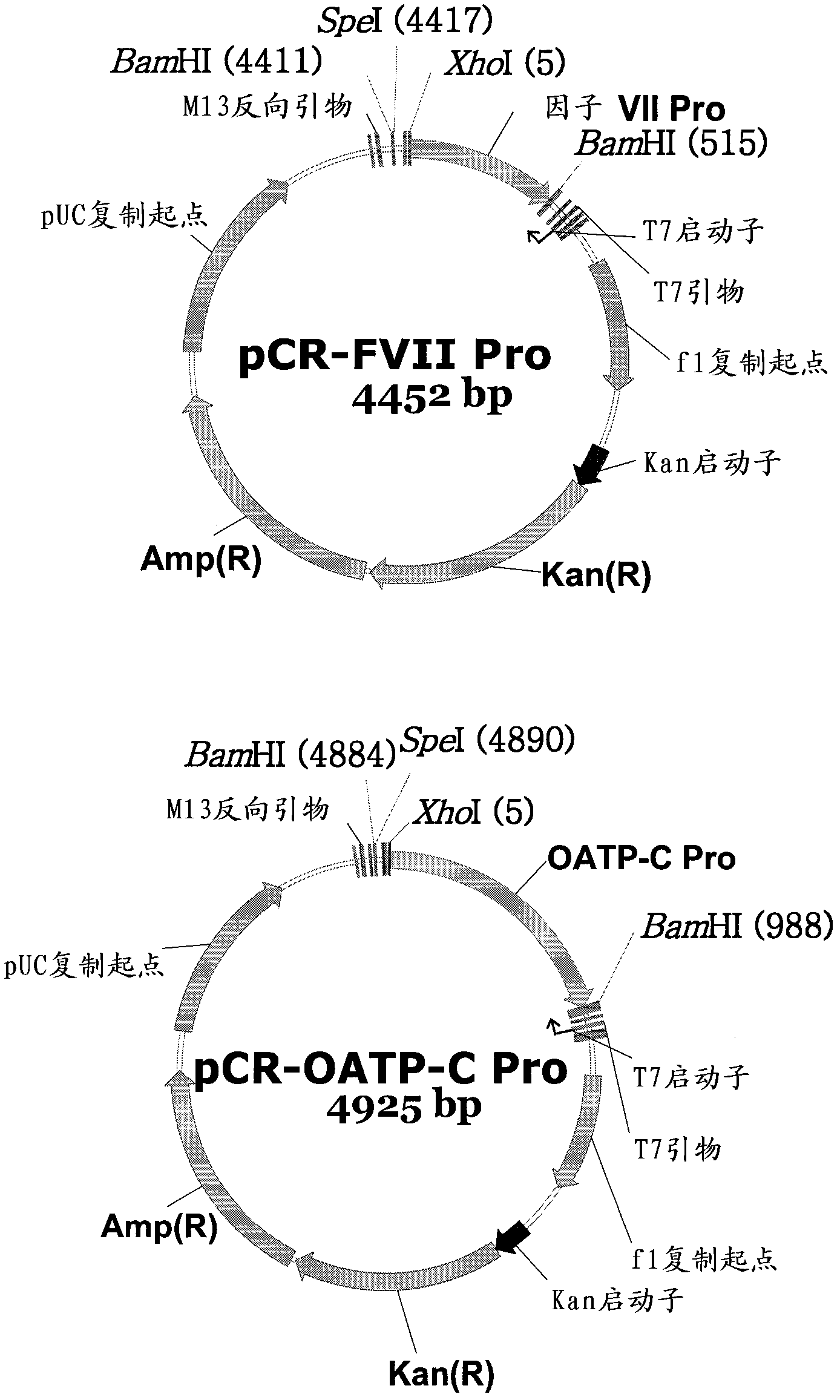 Expression vector suitable for expressing coded sequence used for gene therapy