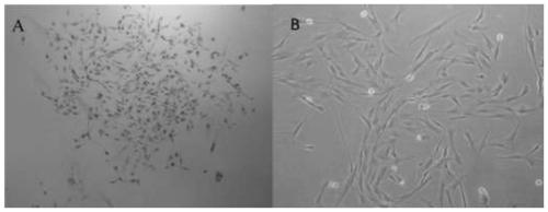 Construction method and application of immortalized cell line of pig subcutaneous adipocytes