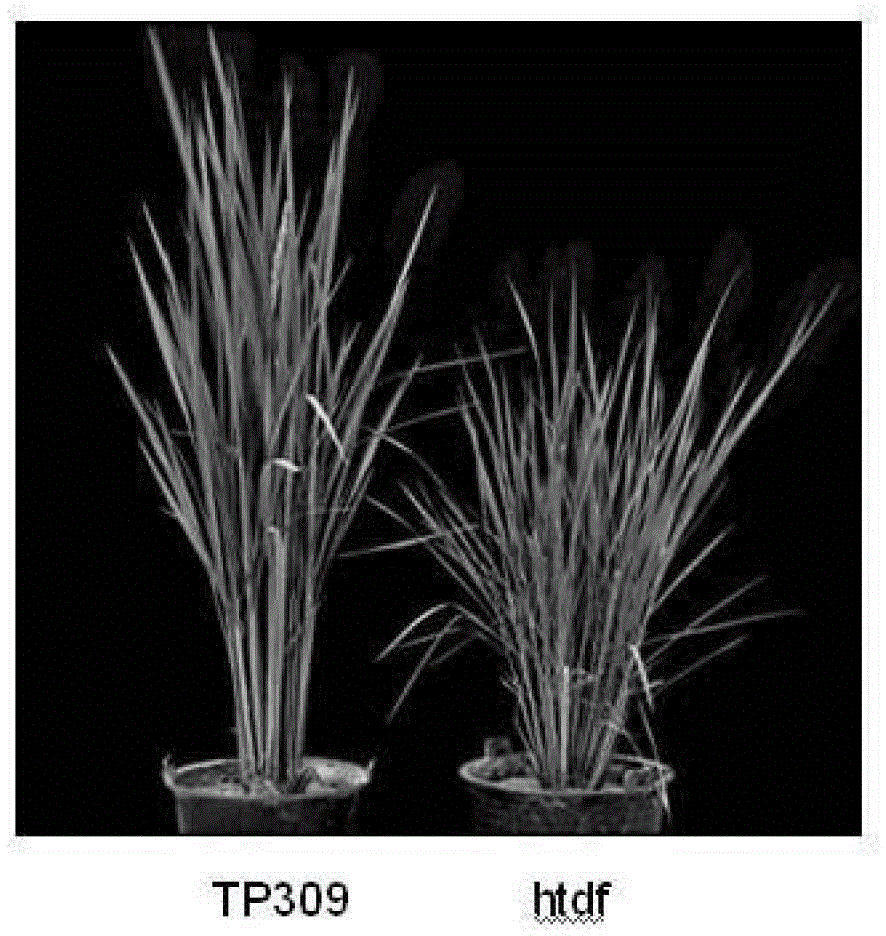 Related protein HTDF (high tillering and dwarf) for tillering and plant length of rice, and encoding gene and application thereof