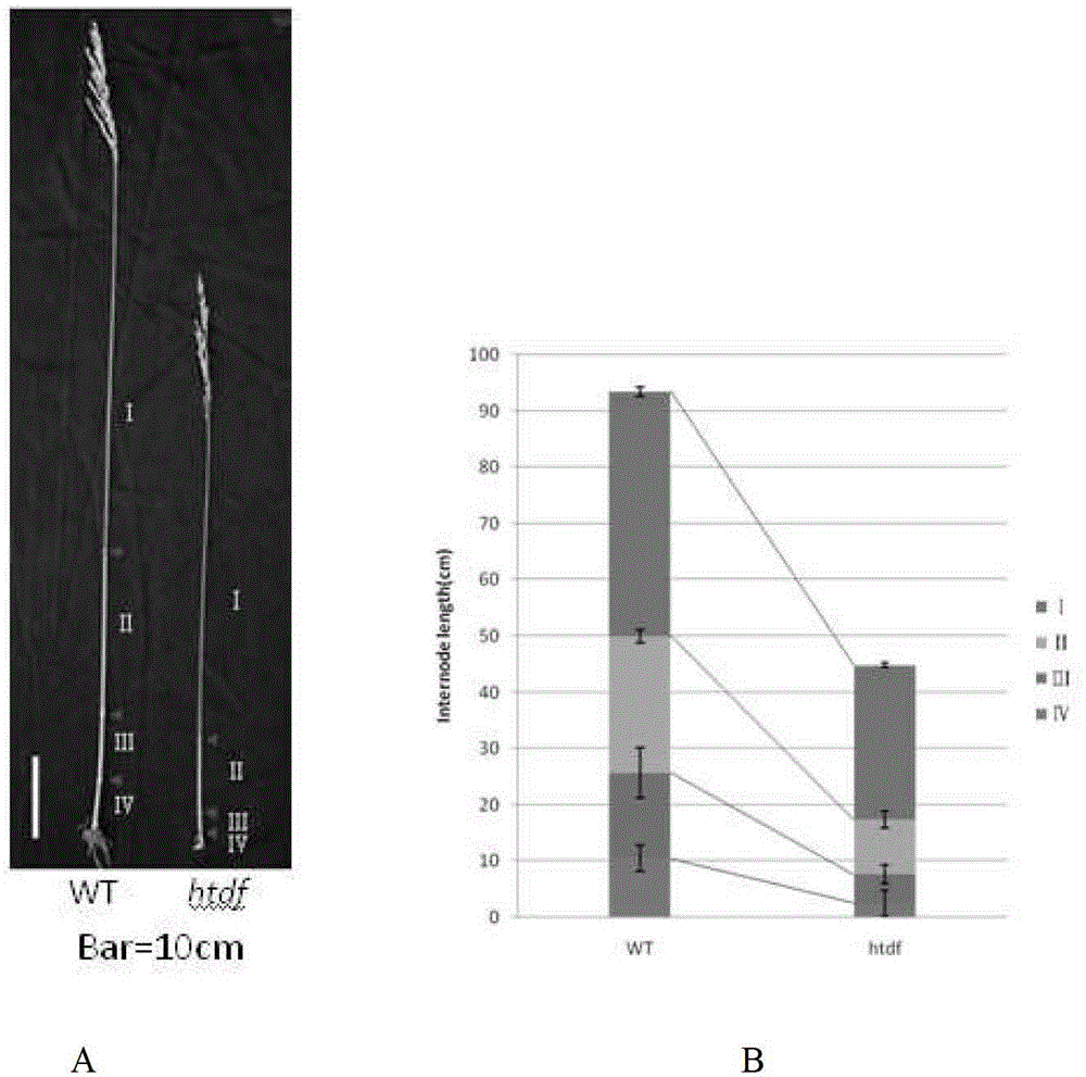 Related protein HTDF (high tillering and dwarf) for tillering and plant length of rice, and encoding gene and application thereof