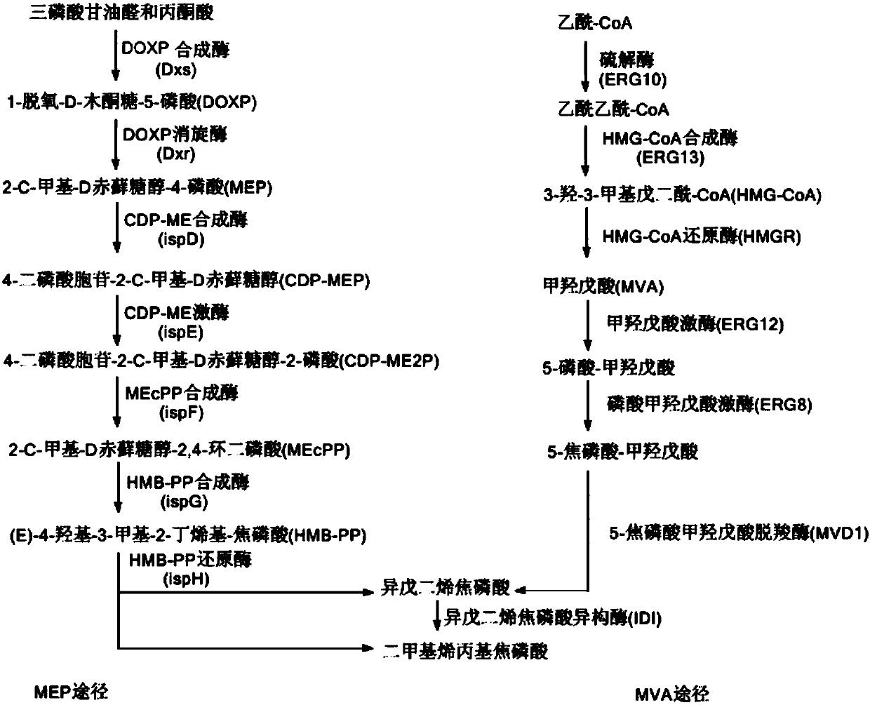 Microorganism and application thereof