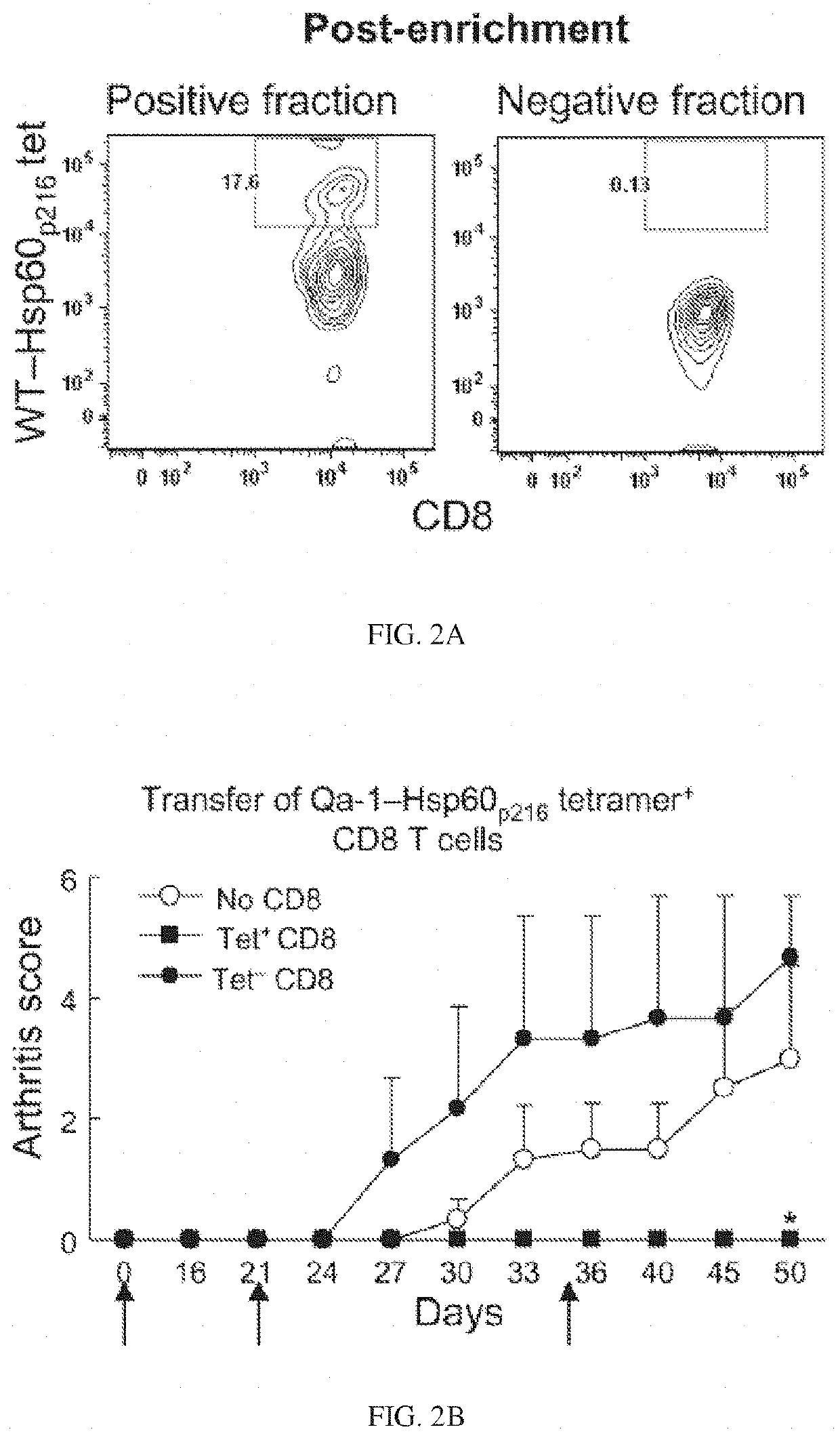 Targeted expansion of Qa-1-peptide-specific regulatory CD8 T cells to ameliorate arthritis