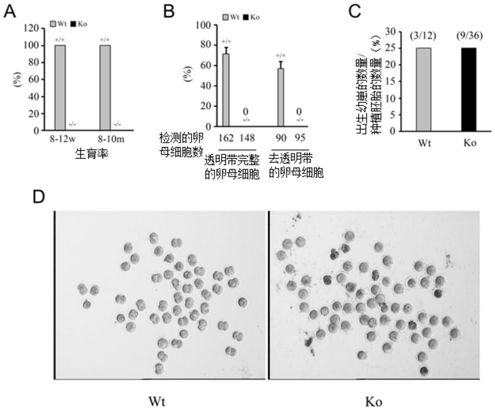 Application of emc10 protein as a biomarker in the diagnosis of male infertility