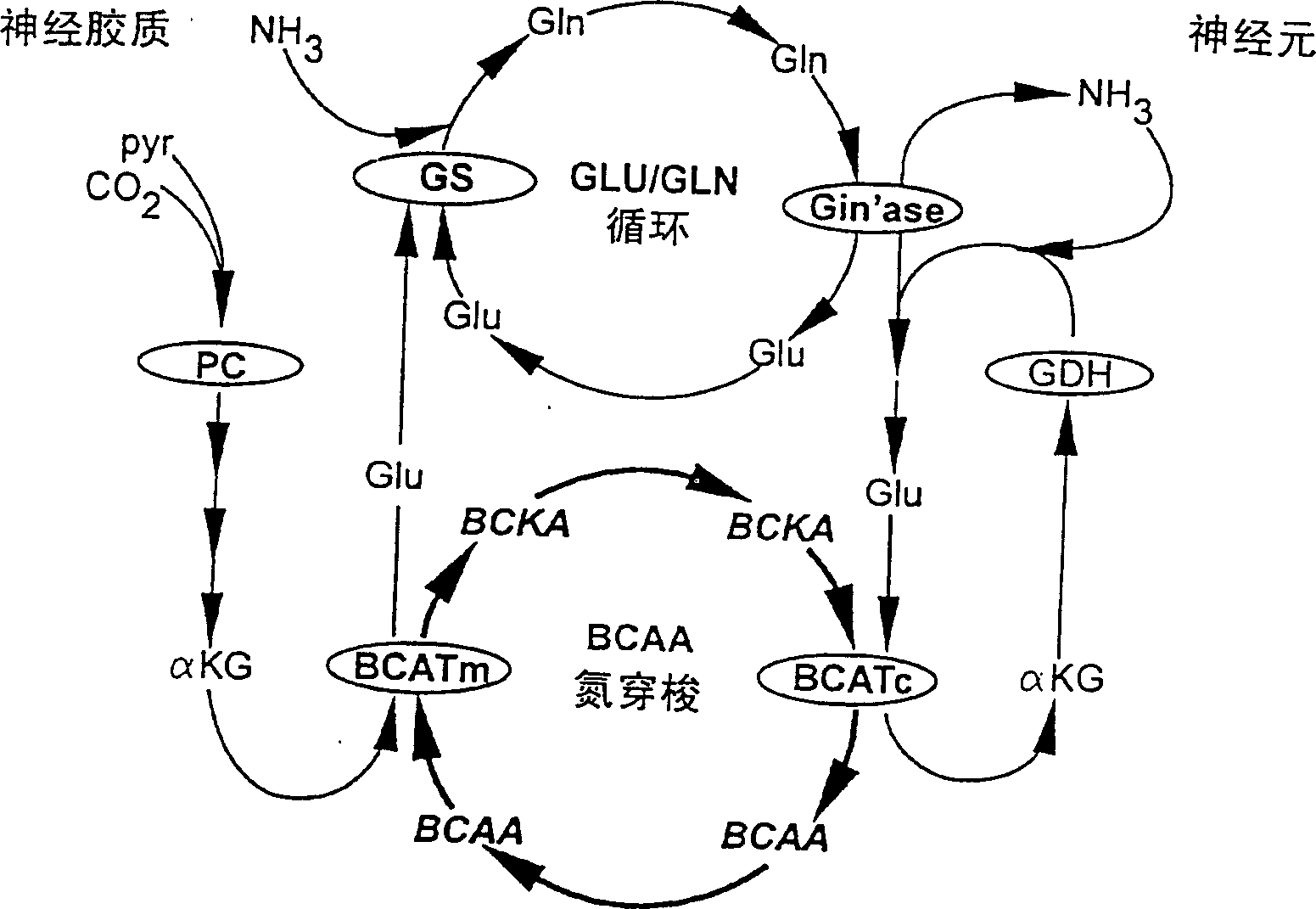 Branched chain amino acid-dependent aminotransferase inhibitors and their use in treatment of diabetic retinopathy