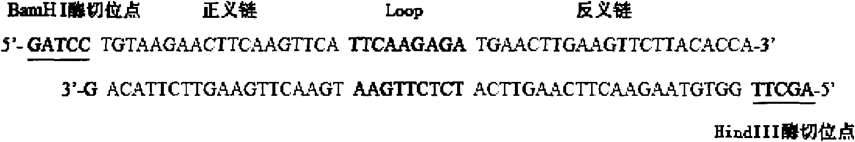 RNA interference sequence inhibiting mouse TLR9 expression and application thereof