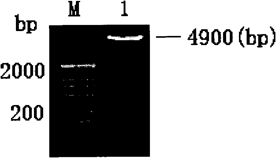 RNA interference sequence inhibiting mouse TLR9 expression and application thereof