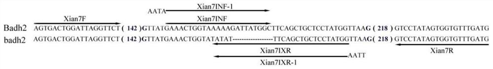 Primer, kit and method for functional marker detection of rice fragrance gene badh2