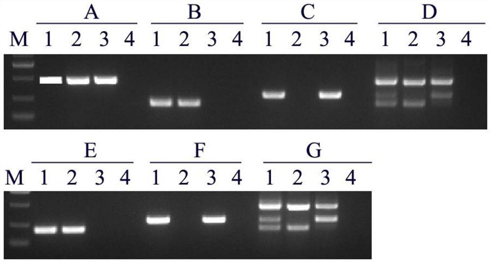 Primer, kit and method for functional marker detection of rice fragrance gene badh2