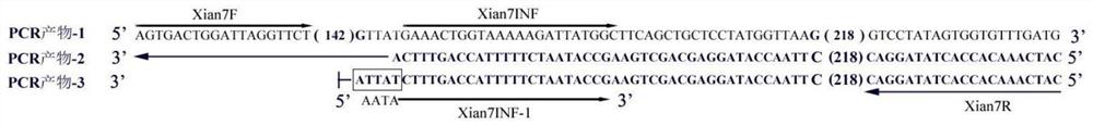 Primer, kit and method for functional marker detection of rice fragrance gene badh2