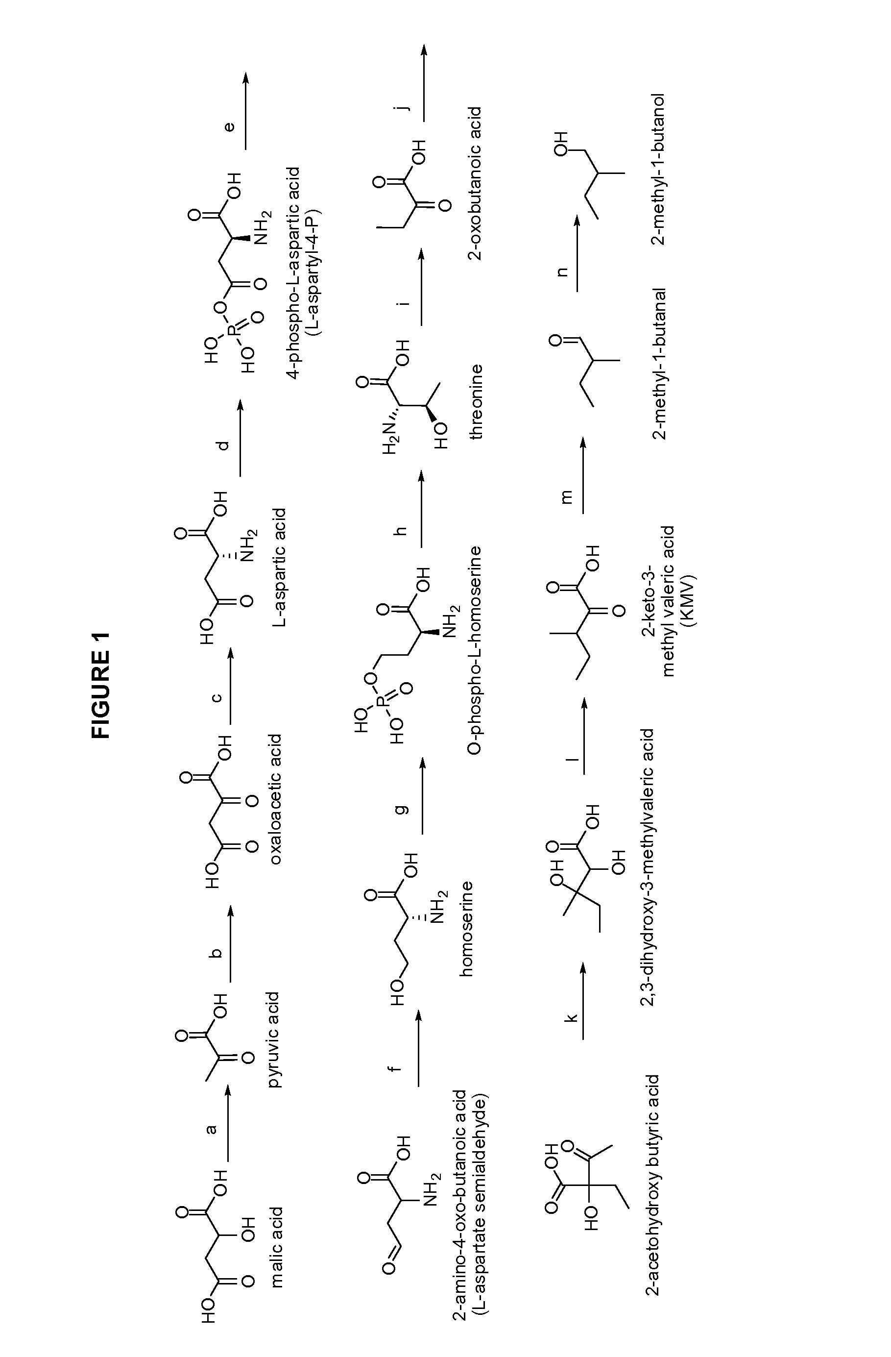 Methylbutanol as an advanced biofuel