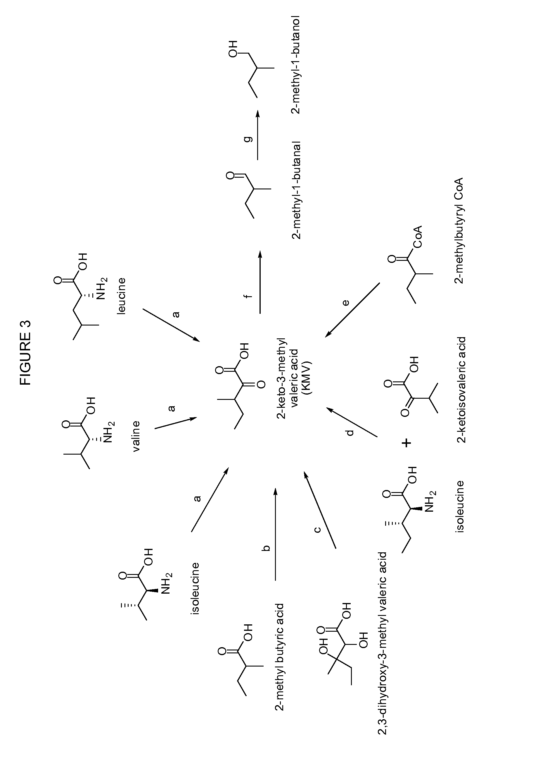 Methylbutanol as an advanced biofuel