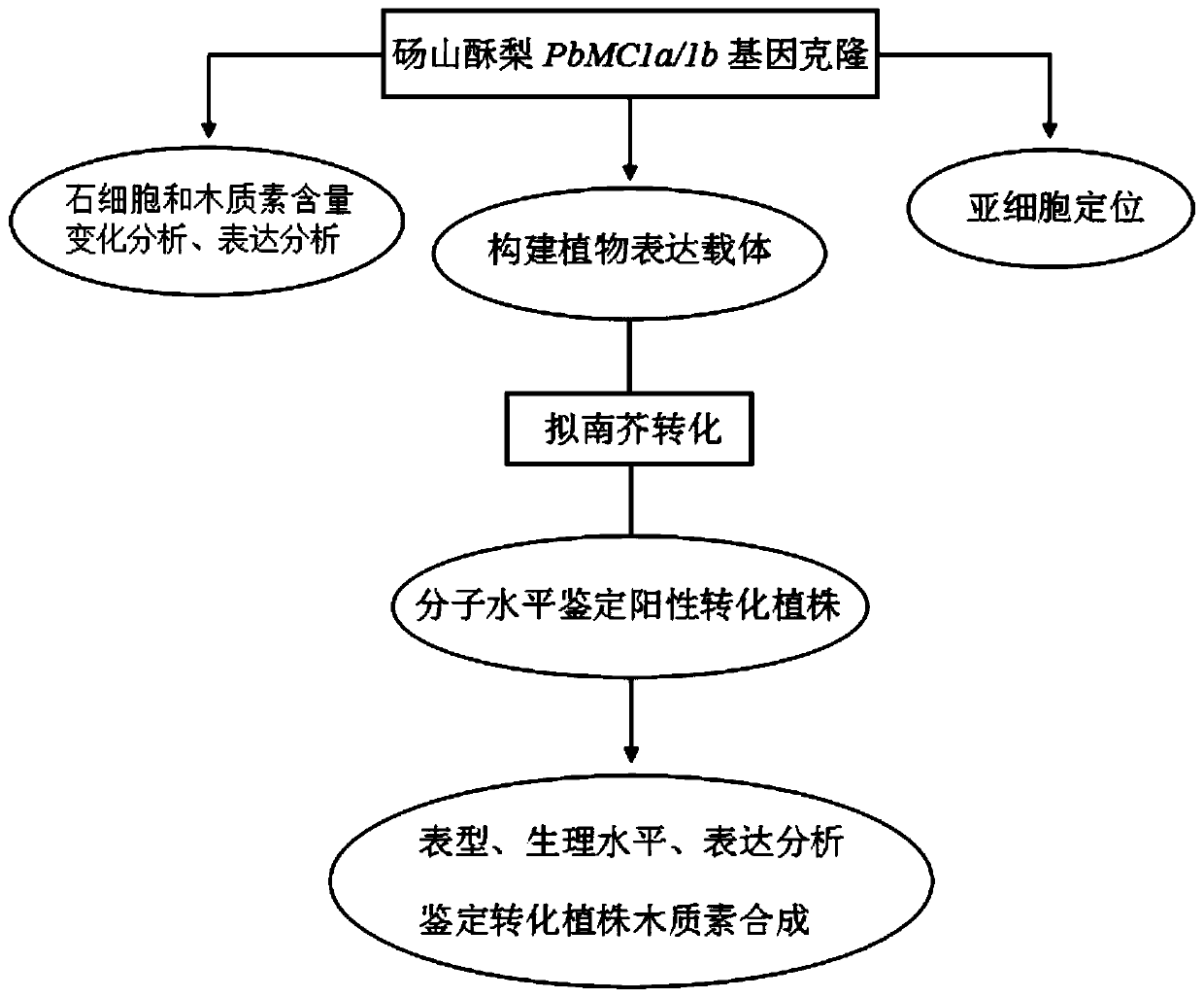 Pear lignin synthesis gene PbMC1a/1b and application of pear lignin synthesis gene PbMC1a/1b in genetic improvement of fruit quality