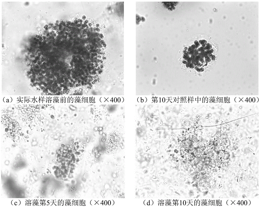 Brevundimonas diminuta and application thereof