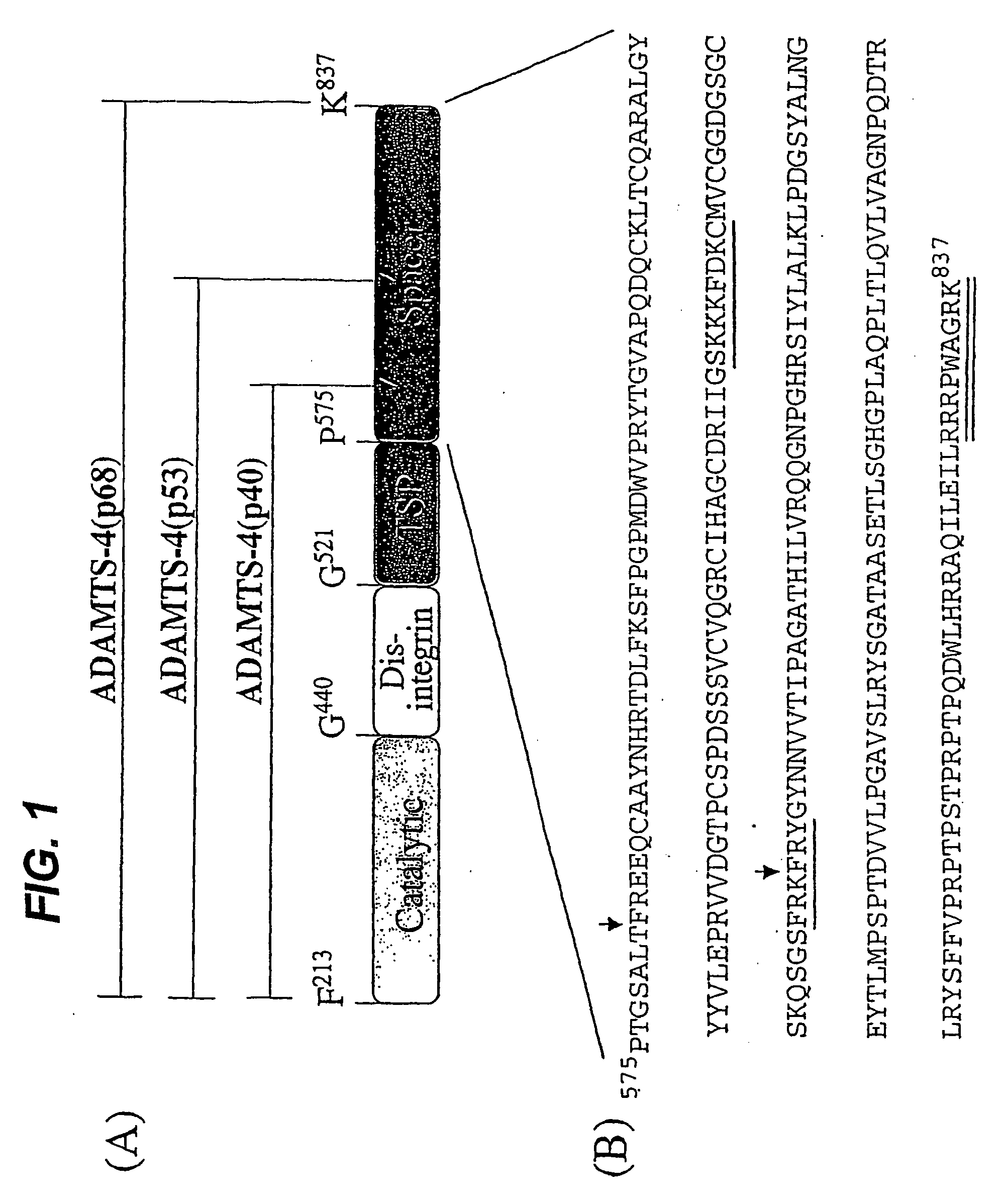 Modified ADAMTS4 molecules and method of use thereof