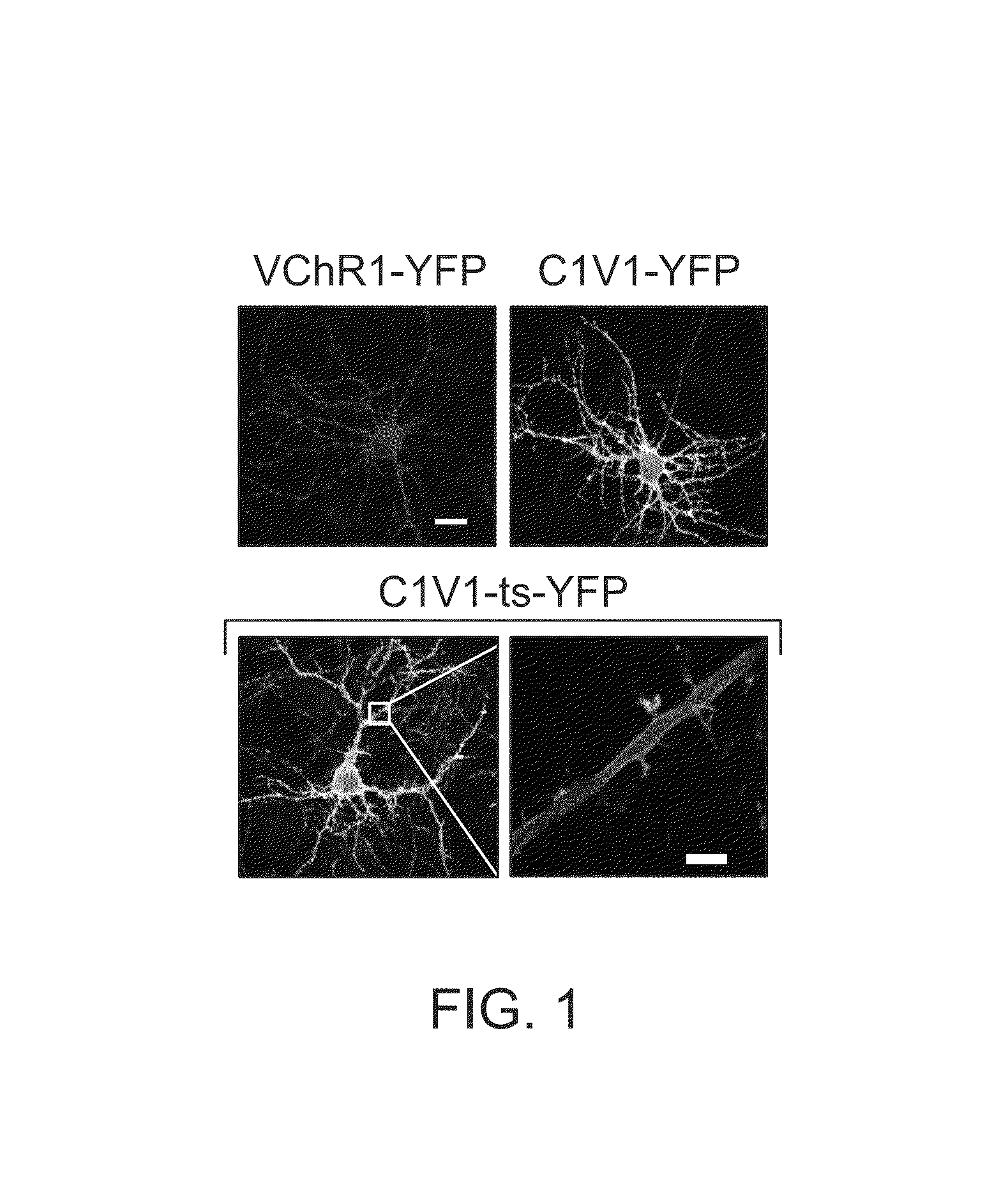 Light-activated chimeric opsins and methods of using the same