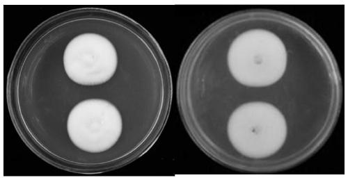 Biocontrol bacterium Simplicillium lamellicola JC-1 and application thereof