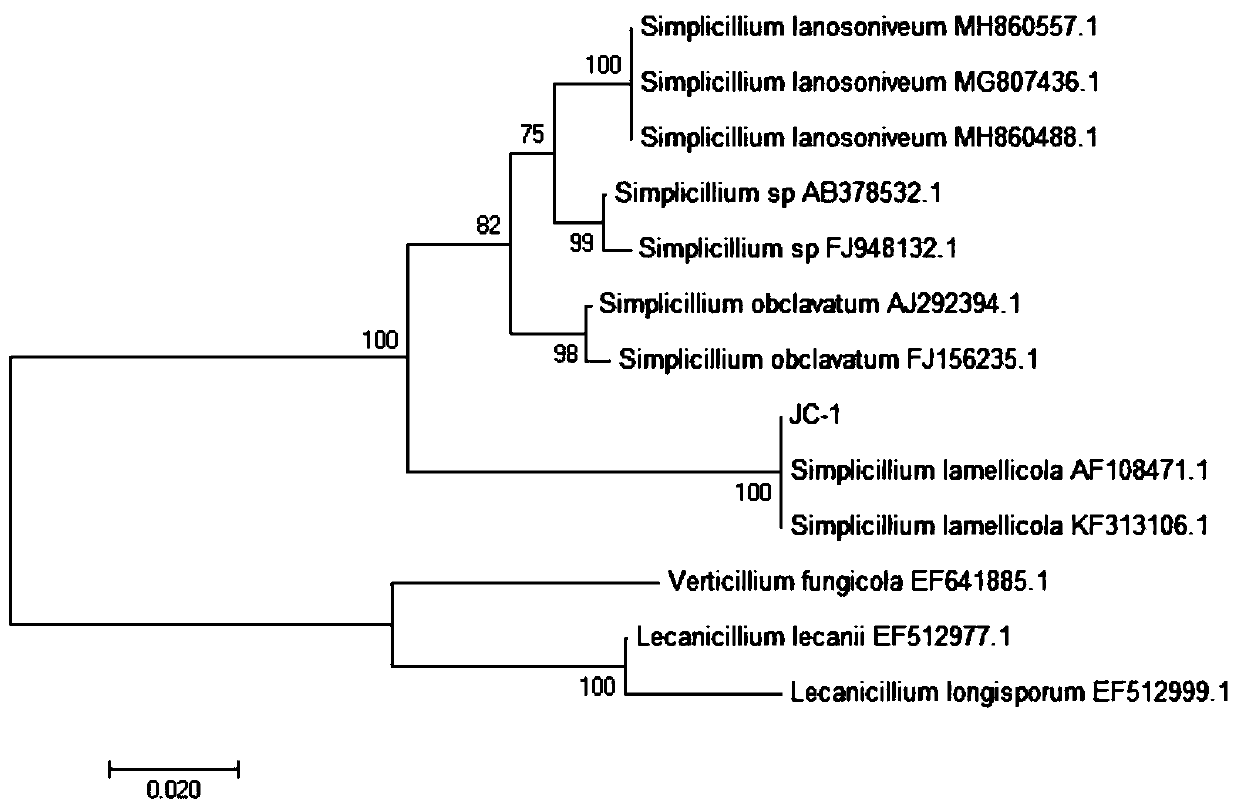 Biocontrol bacterium Simplicillium lamellicola JC-1 and application thereof