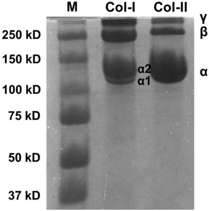 Method for preparing collagen-II aquagel for inducing chondrogenic differentiation of stem cells