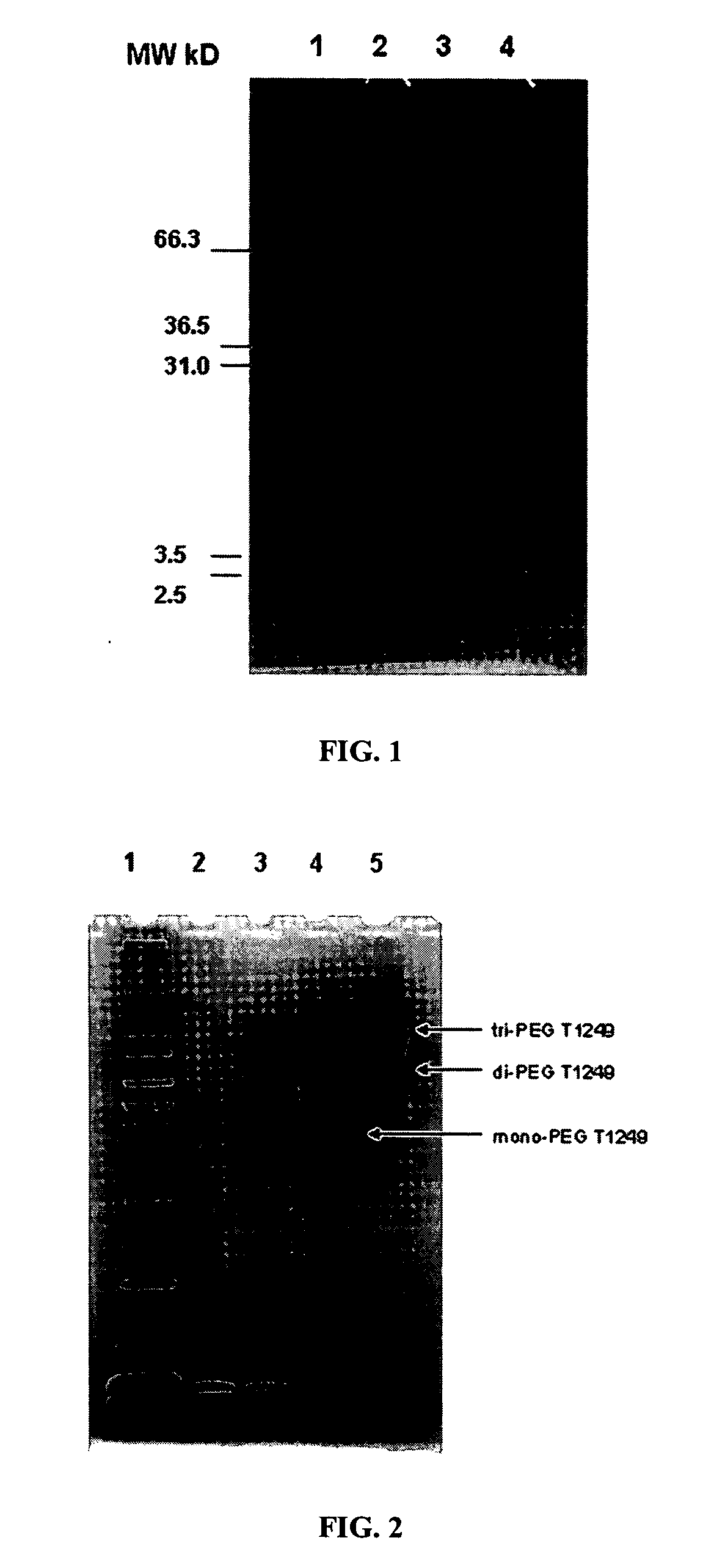 Polymer-based compositions and conjuates of HIV entry inhibitors