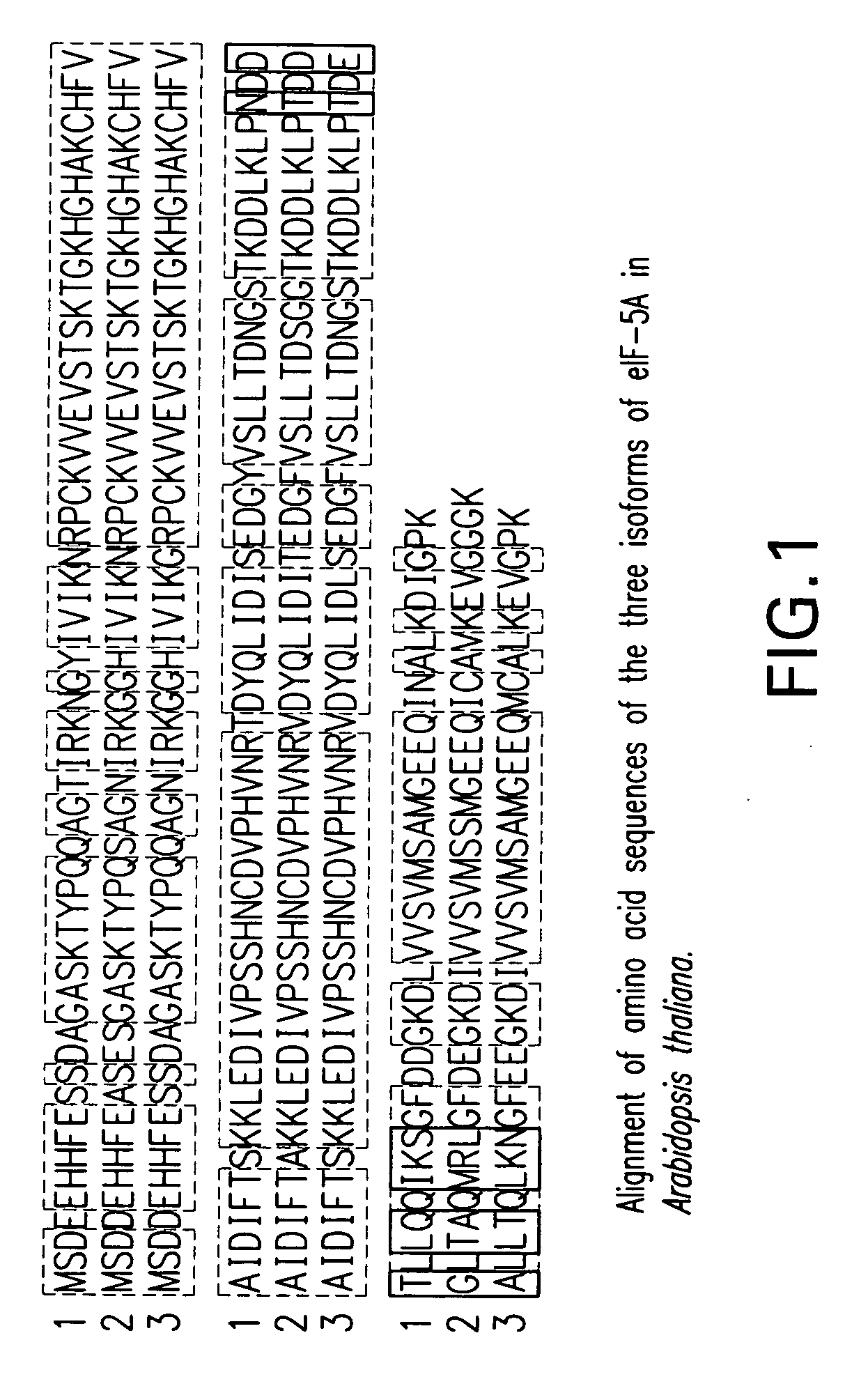 Polynucleotides of DHA and isoforms of eIF-5A and methods of using same