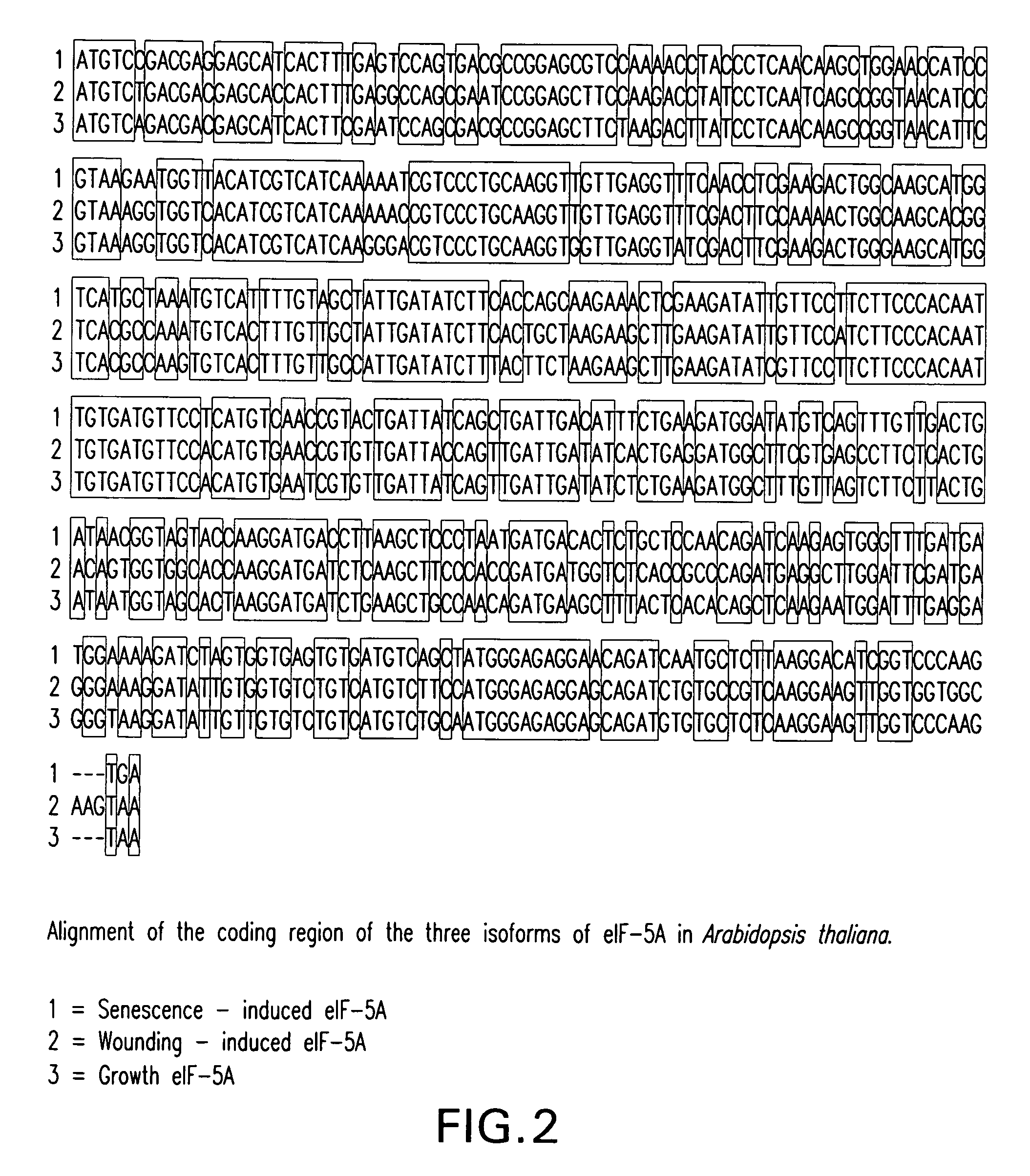 Polynucleotides of DHA and isoforms of eIF-5A and methods of using same