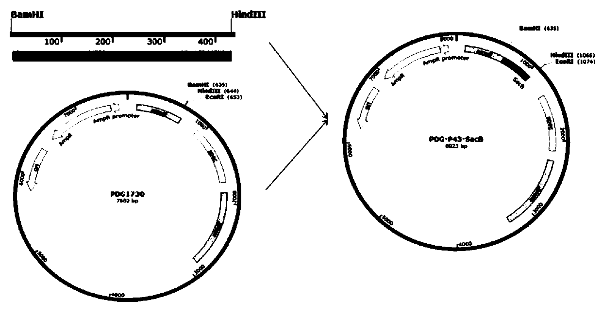 Recombinant bacillus subtilis for producing antibacterial peptide Cecropin B, construction method and application of recombinant bacillus subtilis