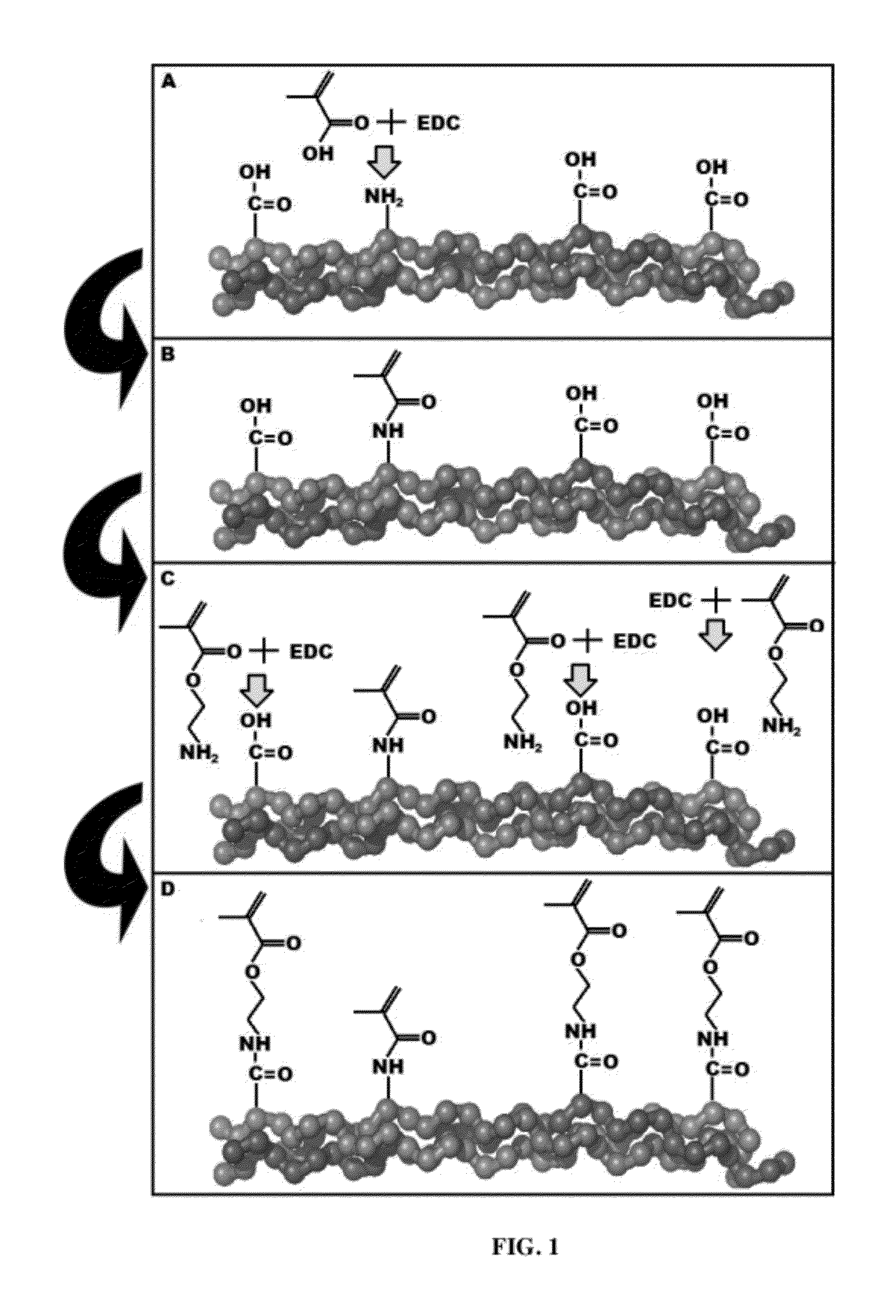 Process for the synthesis of methacrylate-derivatized type-1 collagen and derivatives thereof