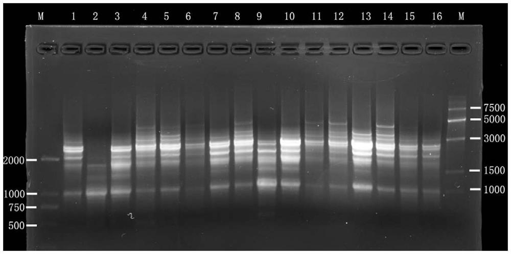 PCR reaction system for SCoT molecular marker of lucuma nervosa