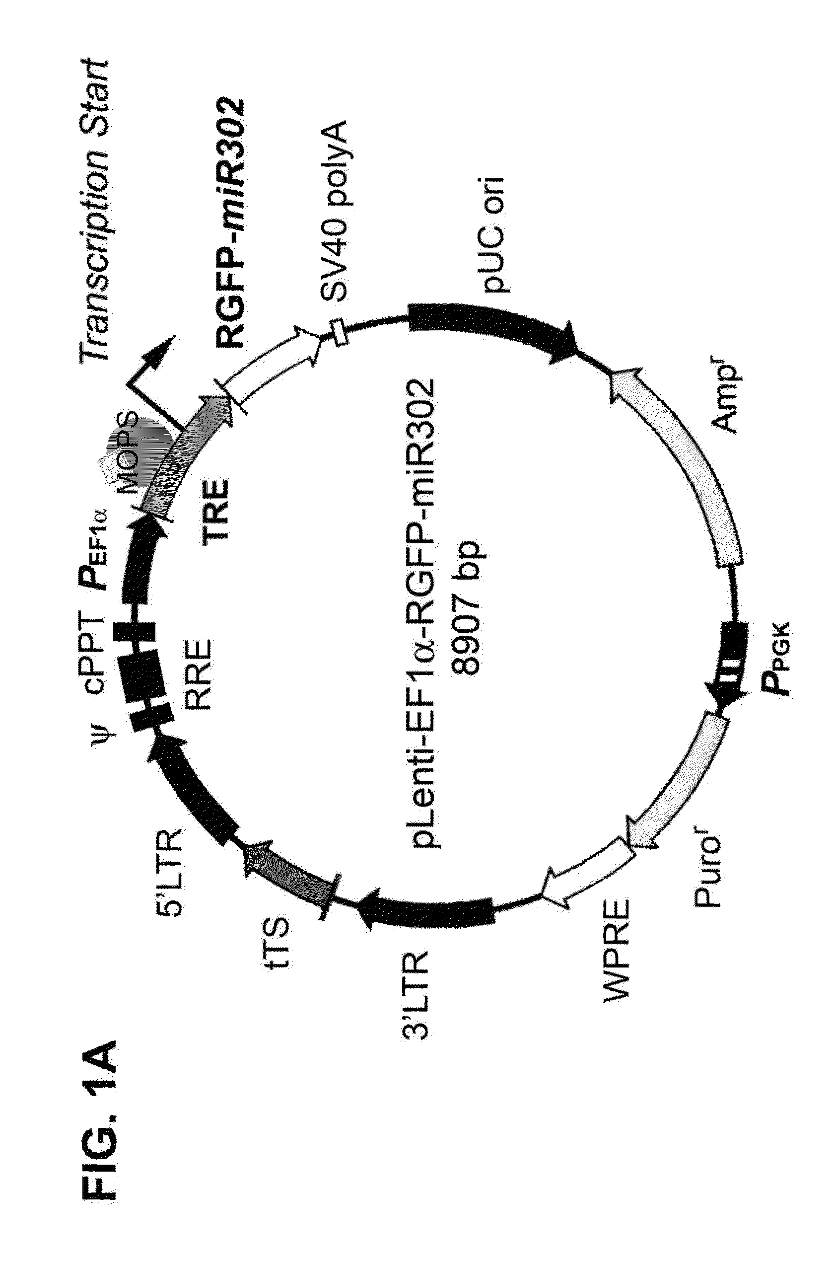 Inducible Gene Expression Composition for Using Eukaryotic Pol-2 Promoter-Driven Transcription in Prokaryotes and the Applications Thereof